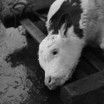 Conférence : « Concurrence victimaire : la représentation culturelle de l’abattoir » par Johanne Lamoureux