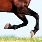 Appel à communication : « Galloping History » (16-19 avril 2014, Ankara)