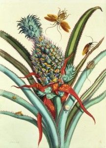 Maria Sibylla Merian, Dissertation in Insect Generations and Metamorphosis in Surinam, planche n°1, 1719